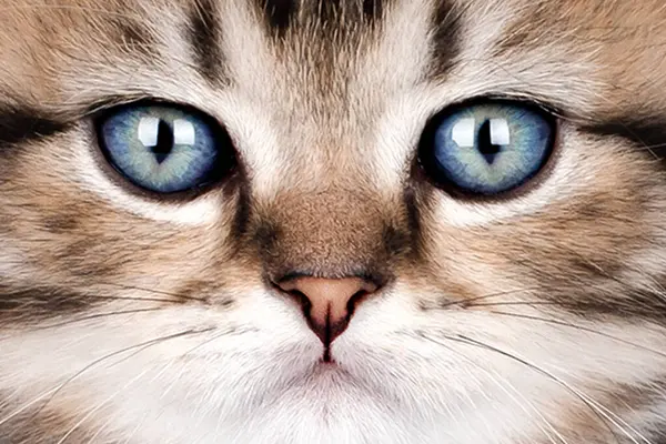 Mavi gözlü bir kedinin yakın plan portresi.