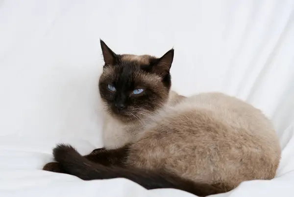 Beyaz Arkaplanda Siyam Kedi Portresi.