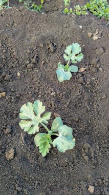 Sebzeli sebze bahçesi yatakları..