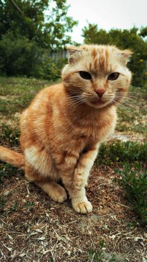 # Yürüyüşe çıkmış kızıl, sevimli kedi #.