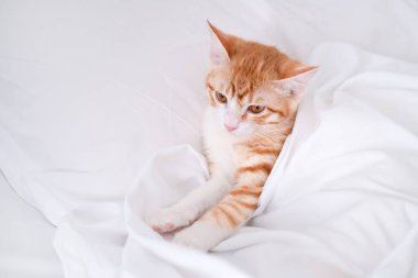 Beyaz bir yatakta yatan kırmızı kedi yavrusu.