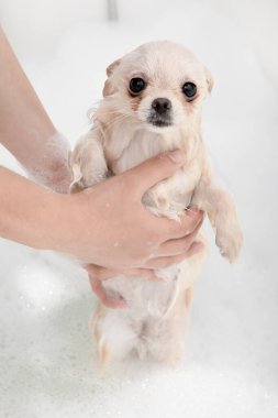 Pomeranian Spitz sabunlu suyla banyo yapıyor..