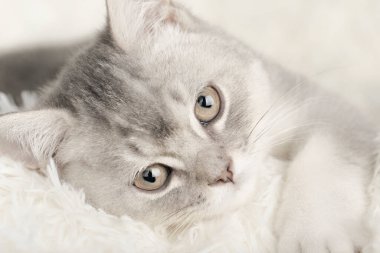 Hafif arka planda sevimli bir kedi yavrusu.