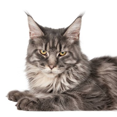 Gri kediyi kapat Maine izole et..