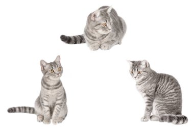 İzole edilmiş şirin kedi seti.