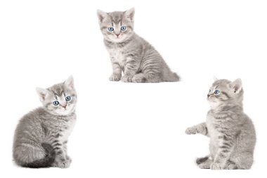 İzole edilmiş şirin kedi seti.