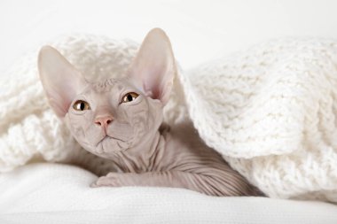 Işık arka planında şirin kedi yavrusu sfenksi.