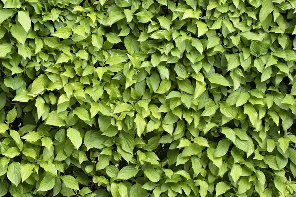 arkaplan yeşil yaprakları kapat.