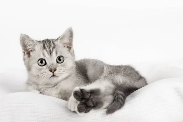 Hafif arka planda sevimli bir kedi yavrusu.