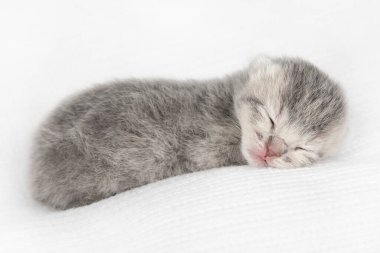 Hafif arka planda sevimli bir kedi yavrusu.