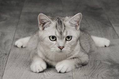 Hafif arka planda sevimli bir kedi yavrusu.