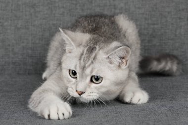 Hafif arka planda sevimli bir kedi yavrusu.