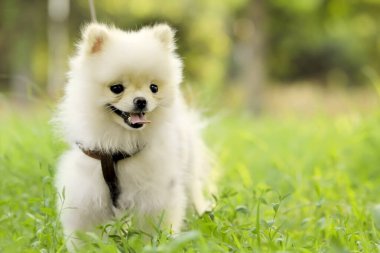 Beyaz tükürük köpeği yeşil çimlerin üzerinde yatıyor..