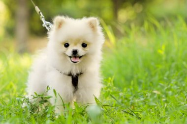 Beyaz tükürük köpeği yeşil çimlerin üzerinde yatıyor..