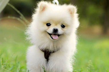 Beyaz tükürük köpeği yeşil çimlerin üzerinde yatıyor..