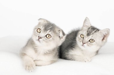 Hafif arka planda sevimli bir kedi yavrusu.