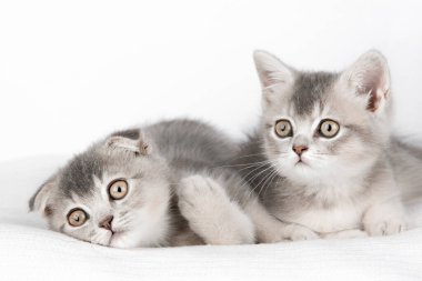 Hafif arka planda sevimli bir kedi yavrusu.