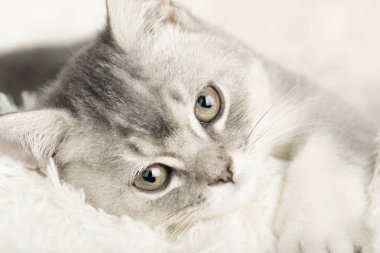 Hafif arka planda sevimli bir kedi yavrusu.