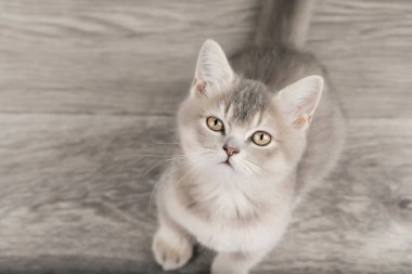 Hafif arka planda sevimli bir kedi yavrusu.