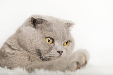 Hafif arka planda sevimli bir kedi yavrusu.