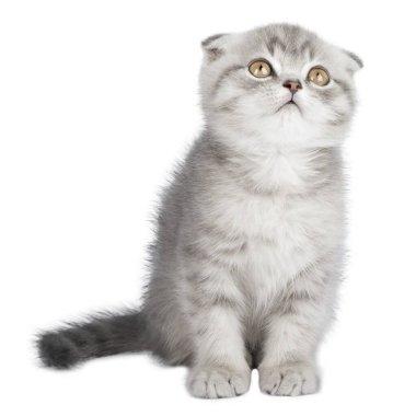 İzole edilmiş beyaz arka planda gri kedi.