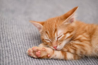 Sevimli küçük kırmızı kedi yavrusu uyku.