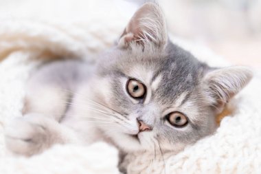 Hafif arka planda sevimli bir kedi yavrusu.