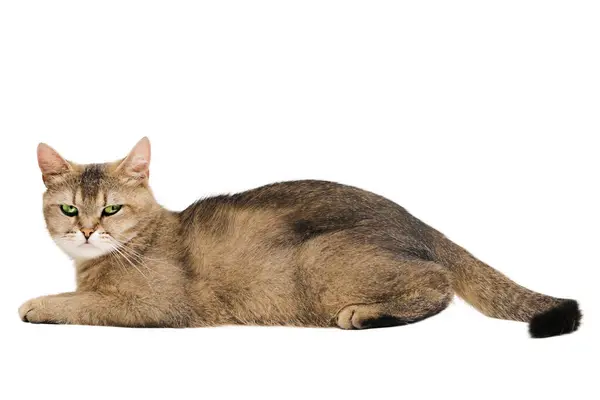 İskoç heteroseksüel kedi Altın çinçilya izole