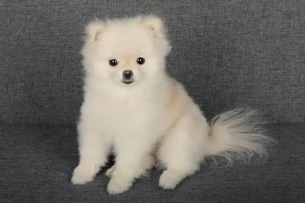 Şirin köpek. Yaklaş..