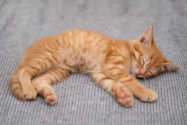 Sevimli küçük kırmızı kedi yavrusu uyku.