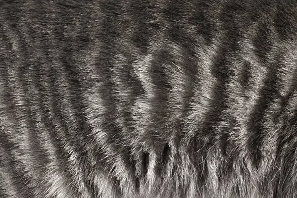 Gri kürk arkaplanı kapat.