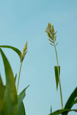 Mavi gökyüzü beyaz bulut mısır bitkisinin arkasında. Bir mısır bitkisi, buğday olarak depolanan karbonhidratlar, protein ve yağ üretmek için güneş ışığını bir enerji kaynağı olarak kullanır..