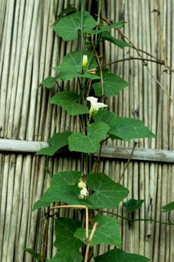 Sürünen bentgrass, tipik olarak evinizden su çekilen arazi sınırları boyunca yetişir, ama aynı zamanda bahçenizde de büyüyebilir..