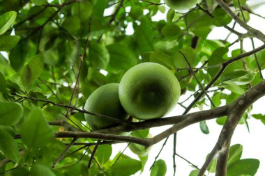 Greyfurt kırmızı, pembe, sarı ve beyaz renklerde olan bir turunçgil türüdür. Greyfurt türlerinden bahsederken, renkleri genellikle turunçgiller için kullanılır, kabuk rengi için değil.