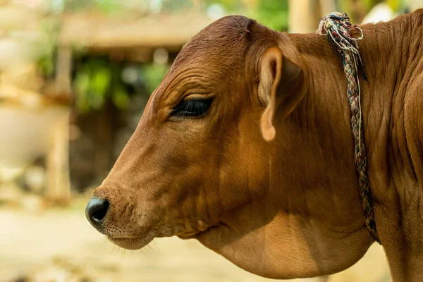 A golden color cow is a large female animal that is kept on farms for its milk. People sometimes refer to male and female animals of this species as cows