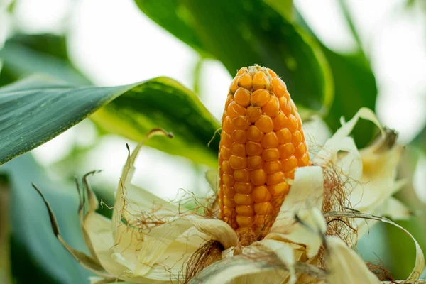 Kukorica Zea Mays Nevezik Indiai Kukorica Vagy Kukorica Gabonanövény Család — Stock Fotó