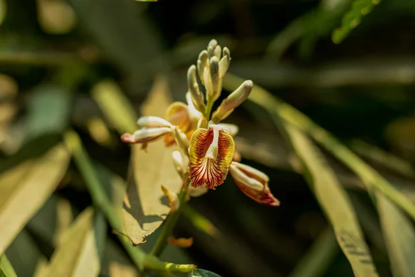 Elaichi Cardamomo Cardamomo Verde Botanicamente Elettaria Cardamomum Fiore Elachi Noto — Foto Stock