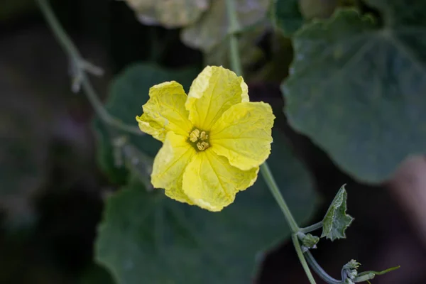 Luffa Acutangula 是一种葫芦属藤本植物 商业上种植 其果实为蔬菜 花朵呈淡黄色 直径4 5厘米 无性系 — 图库照片