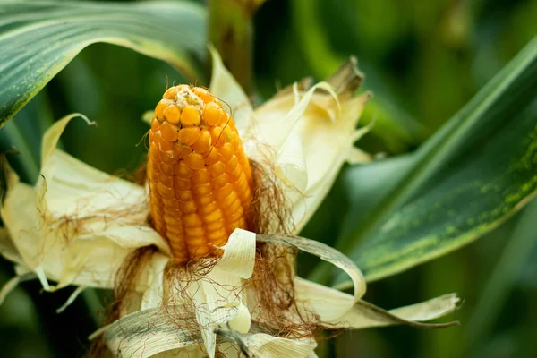 Kukorica Tápanyagok Nehéz Tápanyagbevitele Ezért Nagy Mennyiségű Tápanyagot Von Talajból — Stock Fotó
