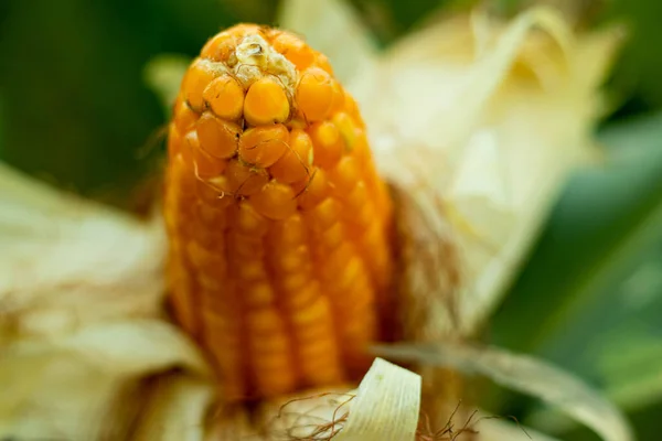 Кукурудза Економічно Важлива Рослина Кукурудза Важким Кормом Поживних Речовин Отже — стокове фото