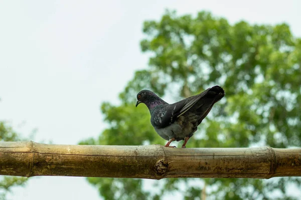 Tauben Sitzen Auf Trockenem Bambus Tauben Haben Runde Körper Kurze — Stockfoto
