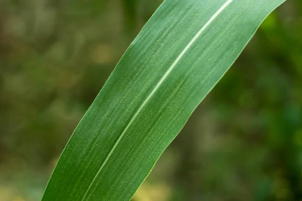 Young corn leaves turn pale yellow or light green. Young corn plant and lush bright green leaves in the home backyard garden. green leaf in close up photography
