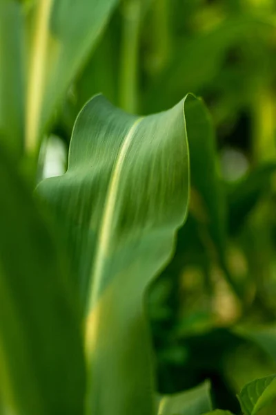 Giovane Pianta Mais Lussureggianti Foglie Verde Brillante Nel Giardino Casa — Foto Stock