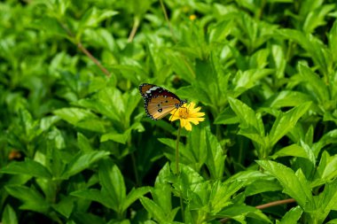 Vahşi bir çiçeğin tepesinde oturan ve çok güzel görünen bir kelebek. Çiçeğin üzerinde oturan renkli kelebek