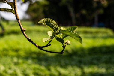 Guava çiçeklerinden büyüyen ve arka planda geniş tarlaları olan dev jüt tarlaları.