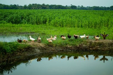 Jüt tarlasının yanındaki gölde pek çok ördek güneşleniyor ve gölgeleri suya düşüyor ki bu çok daha muhteşem görünüyor..