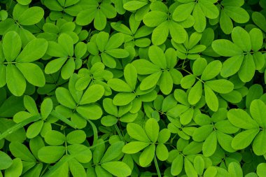 Arachis Pintoi yaprağı. Tropik tohumlar. Bilinen adı Pinto Peanut. Çayırlarda, toprağın iyileştirilmesinde ve korunmasında ve meyve ekinlerinde kamuflaj mahsulü olarak kullanılmak üzere bir baklagil..