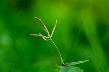 Çok basit bir çim çiçeği yeşil arka planda çok güzel görünür.
