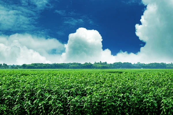 Білі Хмари Блакитному Небі Захоплюють Пейзажі Величезні Джутові Поля Села — стокове фото