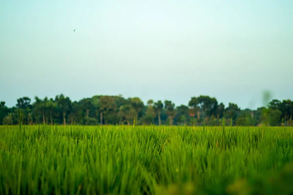 稻田是一片用来种植半水生植物的可耕地 稻田里美丽的天然绿色水稻 — 图库照片